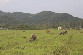 'Chuối' như dự án trồng chuối, xù nợ nông dân hàng tỷ đồng