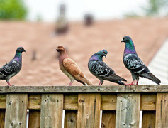 Trở thành tỷ phú từ 5 đôi chim câu