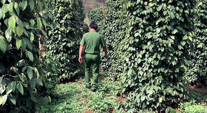 Giả chữ ký chiếm đoạt tài sản, cán bộ huyện nhiệt tình giúp sức