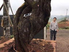 Chiêm ngưỡng gốc hồng 200 tuổi trả 1 tỷ không bán