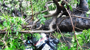 Đang quẹt thẻ vào ca làm, nữ công nhân bị cây đè nguy kịch