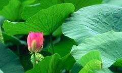 Bỏ túi 6 thực phẩm giúp giảm cân hiệu quả mà không tốn tiền