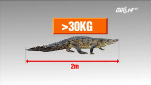 Bắt được cá sấu nặng 30kg trên sông ở Hà Nội: Thông tin mới bất ngờ