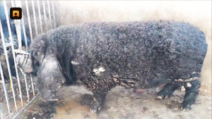 Kỳ lạ lợn mọc lông xoăn tít như cừu, tai to bè như cánh quạt