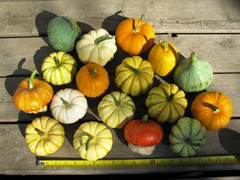 Điểm danh các loại củ quả tí hon siêu bắt mắt, rất dễ trồng