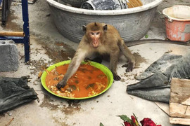 Hải quân Thái Lan tung vũ khí bí mật chống đám khỉ đạo tặc