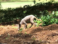 Phát hiện sinh vật bí ẩn, nghi là quỷ hút máu trong truyền thuyết ở Mỹ