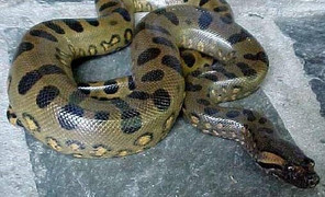 Video: Hoảng hồn phát hiện trăn khổng lồ sống cùng nhà trong nhiều năm