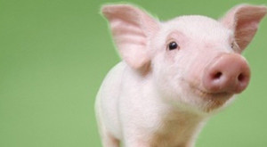 Đột phá trong y học: Ghép nội tạng lợn cho người