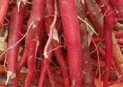 Săn sâm cau cải thiện sinh lực, nhiều quý ông trúng độc