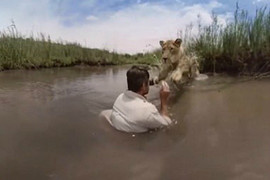 Video: Sư tử khổng lồ bổ nhào vào người đàn ông xin được vuốt ve