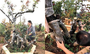 Gốc hồng Mẫu tử trăm tuổi, trả tiền tỷ quyết không bán