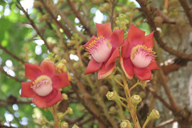 Ảnh: Hoa vô ưu đỏ rực trước cửa chùa Thiên Mụ khiến du khách đắm say