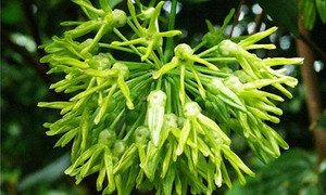 Kiếm tiền tỷ từ hoa thiên lý