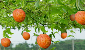 Sản phẩm nguồn gốc thảo dược - Sự chuyển hướng trong ngành đồ uống