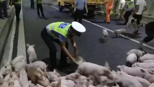 Lật xe tải chở lợn, hàng trăm lợn con 'đại náo' đường hầm