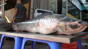 Ảnh: Cá trắm 'khủng' nặng 42kg từ Yên Bái về Hà Nội