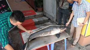 Video: Cận cảnh cá trắm 'khủng' nặng 42kg vừa sa lưới ngư dân Yên Bái