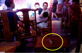 Chuột rơi xuống từ trần quán lẩu, giãy chết trước mặt thực khách