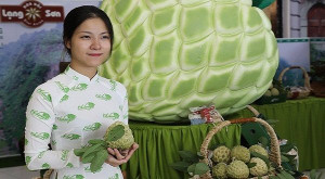 Hơn 100 tấn na 'vượt' trăm cây số từ núi đá cheo leo xuống Thủ đô