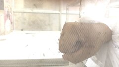 Video: Rùng mình cảnh thò tay cho hàng vạn con muỗi đốt hút máu