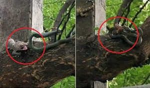 Tắc kè hiệp lực tấn công, cứu bạn từ trong bụng rắn ngoạn mục