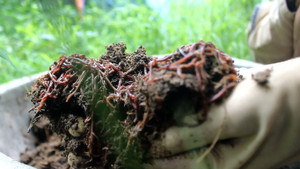 Video: Xem hàng ngàn con giun quế ngoe nguẩy trong trang trại ở Hà Nội