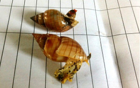 Ninh Thuận: Ăn ốc lạ chứa chất cực độc, một người nguy kịch