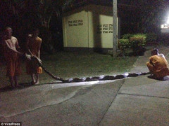 Đi vệ sinh, ni cô suýt bị trăn khổng lồ siết chết