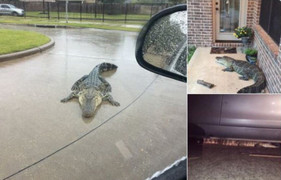 Ảnh: Hàng trăm nghìn người không có điện, cá sấu lên bờ vì siêu bão ở Mỹ