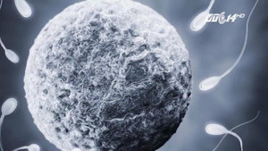 Hiến tinh trùng bừa bãi, người đàn ông làm bố của 102 đứa trẻ