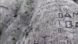 Cây đa 800 tuổi ở Đà Nẵng oằn mình hứng chịu lời tỏ tình chằng chịt