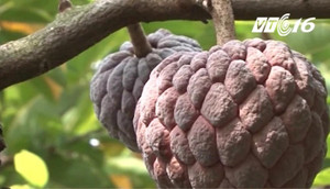 Cận cảnh giống na tím độc đáo, đắt gấp 3 lần na thường