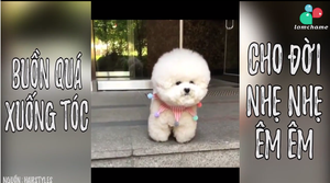 Tan chảy trước vẻ dễ thương của chú cún sau khi 'xuống tóc'