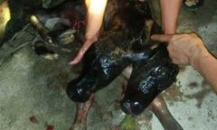 Kỳ lạ bò đẻ ra bê 2 đầu ở Nghệ An