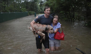 Dân Mỹ bỏ tài sản, quyết không bỏ vật nuôi trong bão Harvey