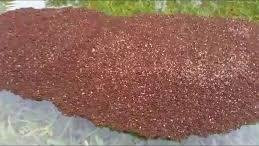 Video: Chiến lược siêu thông minh giúp kiến lửa sống sót sau siêu bão