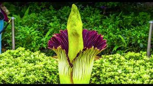 Dân Mỹ đua nhau đi xem bông hoa thối nhất thế giới nở rộ