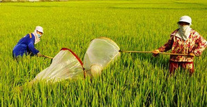 Săn 'lộc trời' mùa gặt trên cánh đồng bất tận xứ Nghệ