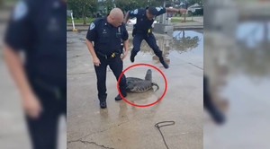 Suýt bị cá sấu cắn, cảnh sát Mỹ nhảy chồm, hét toáng lên vì sợ