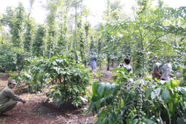 Nghi vấn người đàn ông tự tử trong rẫy do mâu thuẫn với vợ