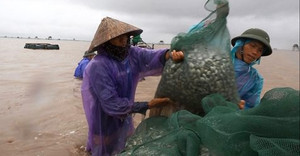 Ảnh: Ngư dân Thái Bình dầm mình dưới nước thu hoạch ngao