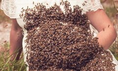 Rùng mình khi thấy mẹ bầu chụp ảnh cùng hàng ngàn con ong bu quanh bụng