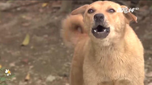 Từ 15/9, không muốn bị phạt 800.000 đồng, người nuôi chó phải biết thông tin này