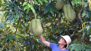 Video: Nông dân Đắk Lắk phấn khởi vì giá sầu riêng lên ngôi