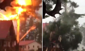 Sét đánh dữ dội như bom nổ, xé toạc thân cây trong tích tắc