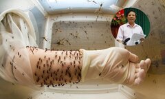 Thả muỗi vằn mang Wolbachia để diệt dịch sốt xuất huyết: Lãnh đạo Sở Y tế Hà Nội nói gì?