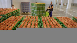 Trứng nhiễm độc gây ảnh hưởng cho 40 quốc gia ở Châu Âu