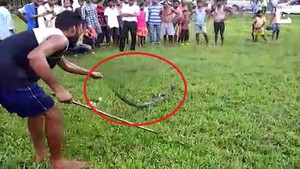 Rắn hổ mang chúa bị dân vây bắt, quằn quại nôn ra 7 quả trứng