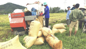 Xã hội đen hoành hành ép chủ máy gặt đóng tiền 'bảo kê' ở Nghệ An